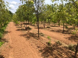 Plot Area in  Plot at Serene City, Shadnagar – for Sale