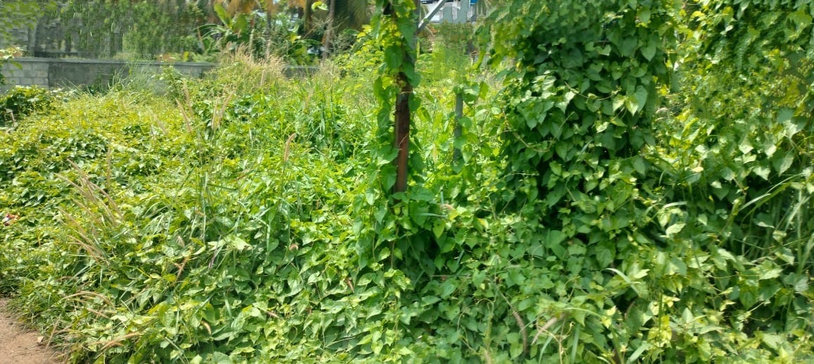 Land For Sale in Vadakke Stand