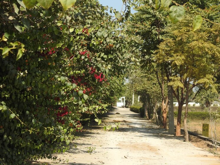 Garden, harit-aawasiya-yojana  100 Sq.Yd. Plot In Sector 24 Yamuna Expressway Greater Noida 8984618