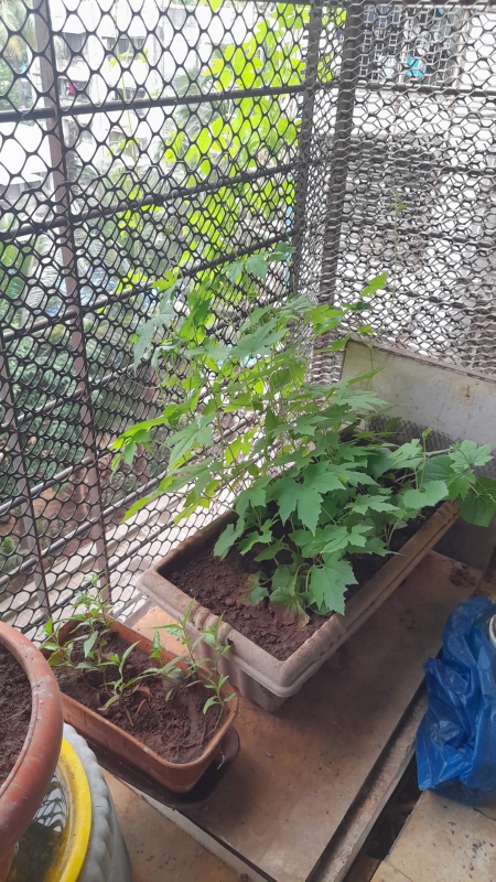 1 BHK + Pooja Room Apartment For Sale in Sierra Towers