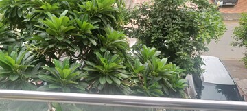 2 BHK Apartment For Rent in JMD Gardens, Sector 33