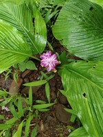 2 BHK 742 Sq.Ft. Apartment in Shri Kedarnath CHS Borivali West