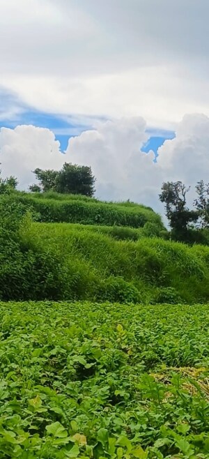  Land – Garden View at Bhimtal - for Sale