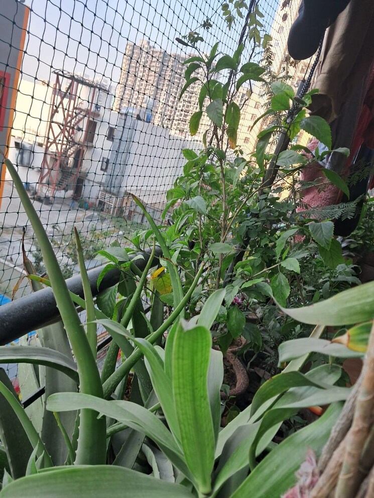 Balcony, rps-savana 3 Bedroom 1416 Sq.Ft. Apartment In Sector 88 Faridabad 8997906