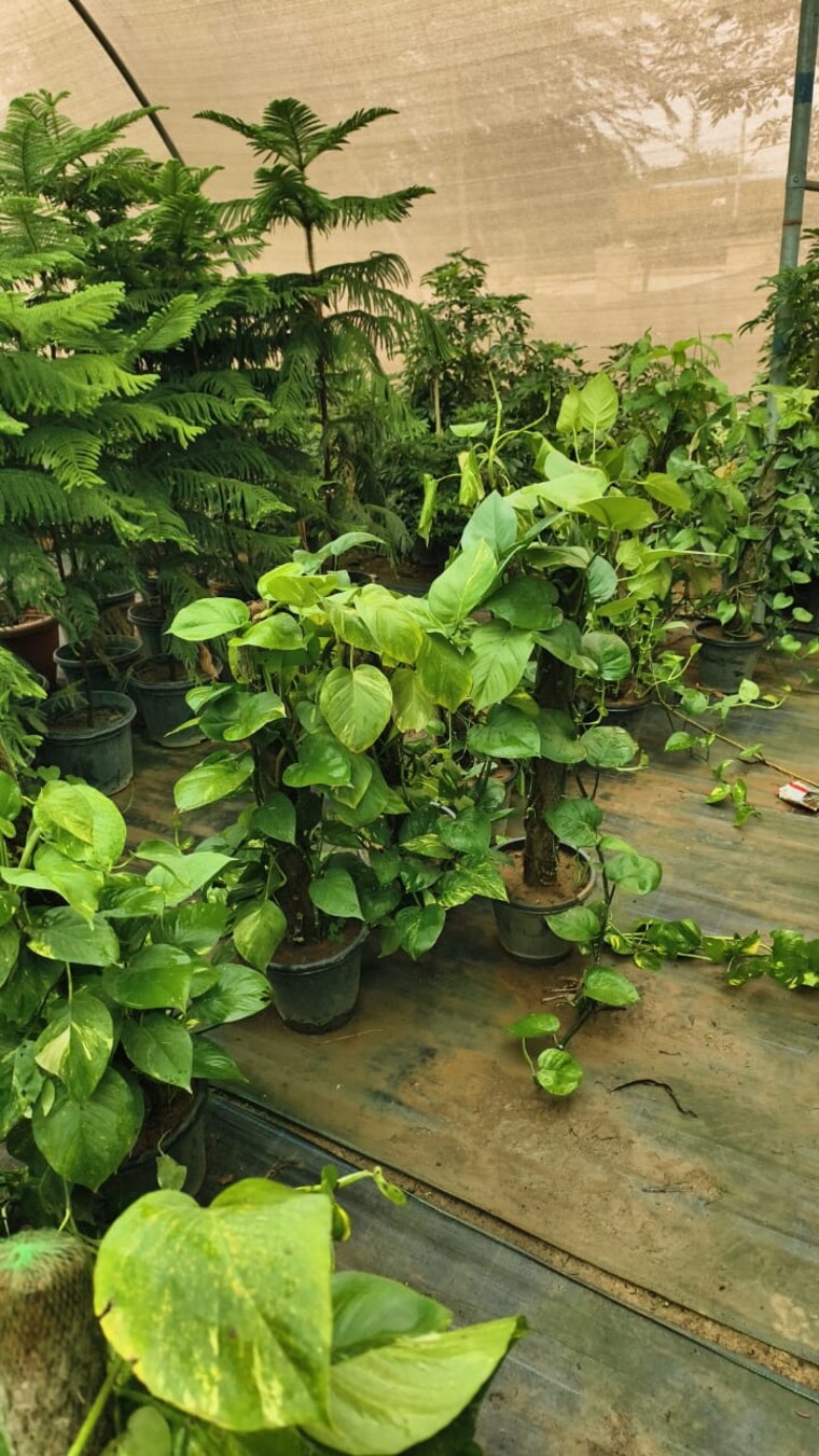 Garden, sector 156 4 Bedroom 300 Sq.Yd. Independent House In Sector 156 Noida 8999263