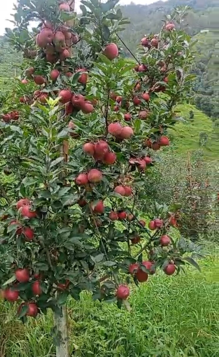 Garden, thoeg  18000 Sq.Yd. Plot In Thoeg Shimla 9000410