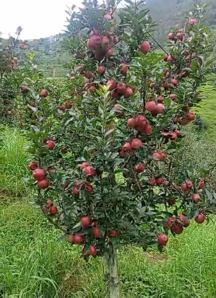 Garden, thoeg  18000 Sq.Yd. Plot In Thoeg Shimla 9000410