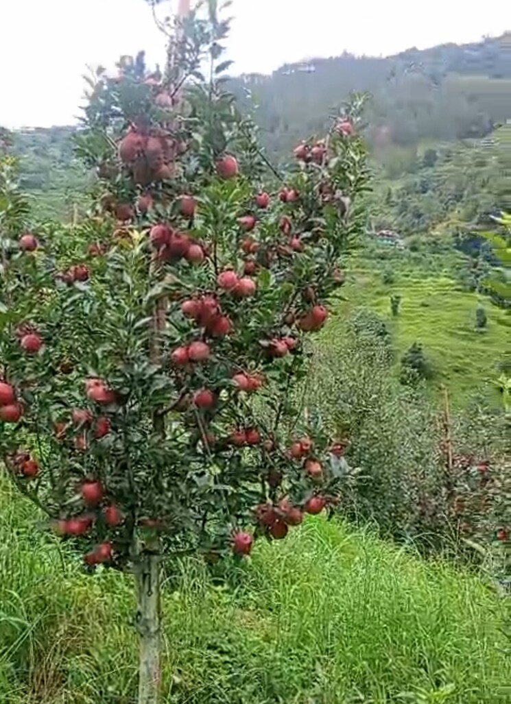 Garden, thoeg  18000 Sq.Yd. Plot In Thoeg Shimla 9000410