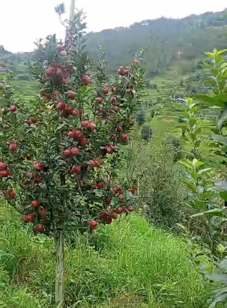 Garden, thoeg  18000 Sq.Yd. Plot In Thoeg Shimla 9000410