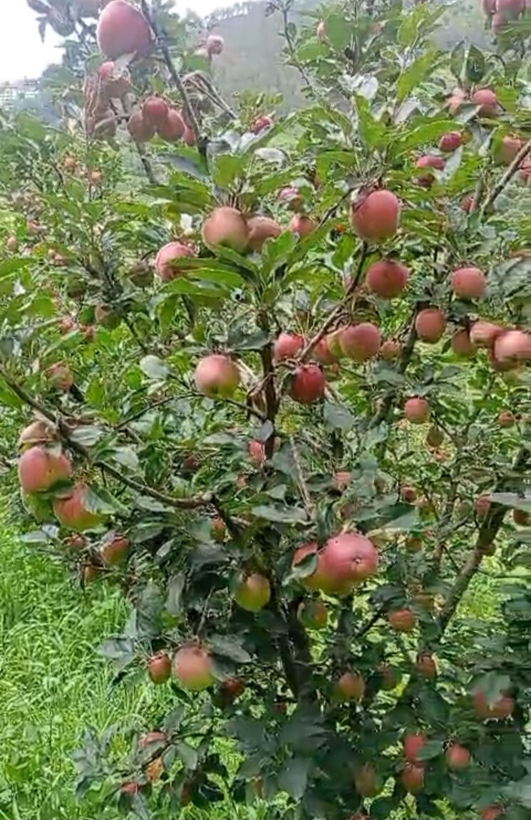 Map Location, thoeg  18000 Sq.Yd. Plot In Thoeg Shimla 9000410