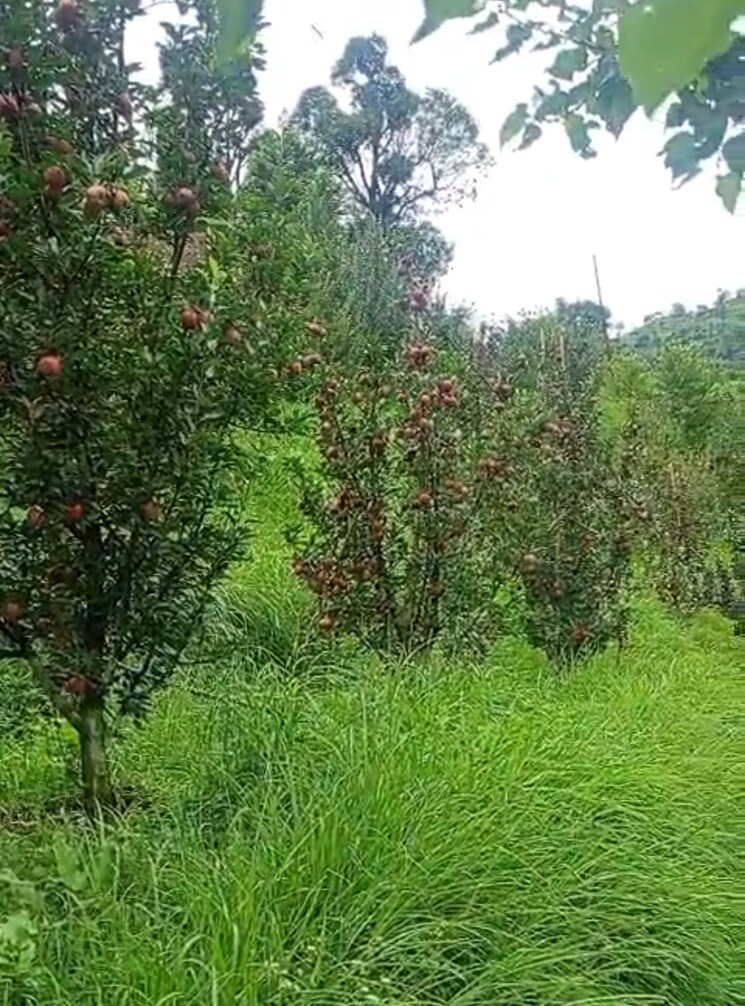 Garden, thoeg  18000 Sq.Yd. Plot In Thoeg Shimla 9000410