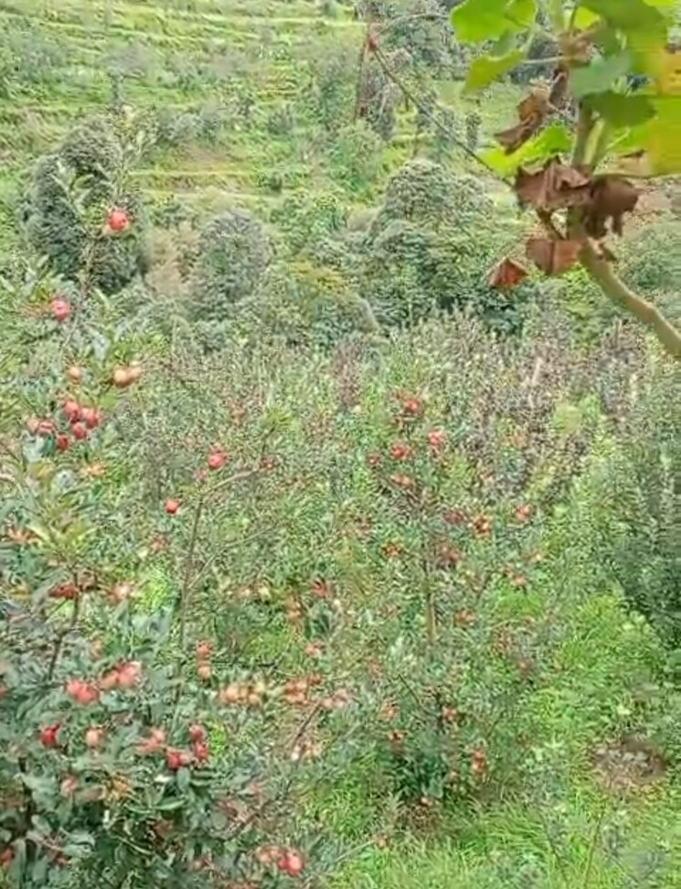 Garden, thoeg  18000 Sq.Yd. Plot In Thoeg Shimla 9000410