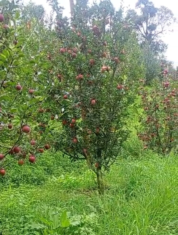 Garden, thoeg  18000 Sq.Yd. Plot In Thoeg Shimla 9000410