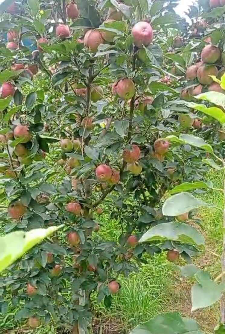 Map Location, thoeg  18000 Sq.Yd. Plot In Thoeg Shimla 9000410