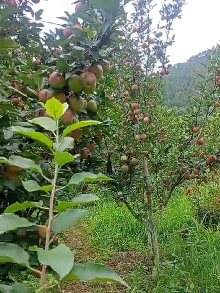 Garden, thoeg  18000 Sq.Yd. Plot In Thoeg Shimla 9000410