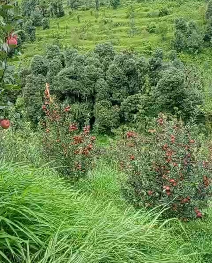 Garden, thoeg  18000 Sq.Yd. Plot In Thoeg Shimla 9000410