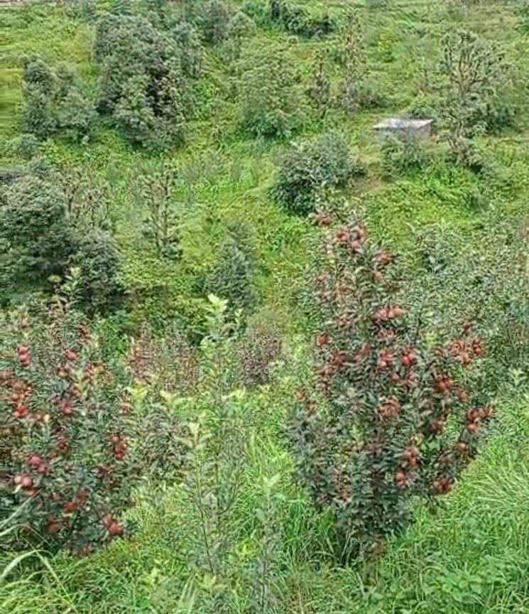 Garden, thoeg  18000 Sq.Yd. Plot In Thoeg Shimla 9000410