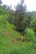 18000 Sq.Yd. Plot in Theog