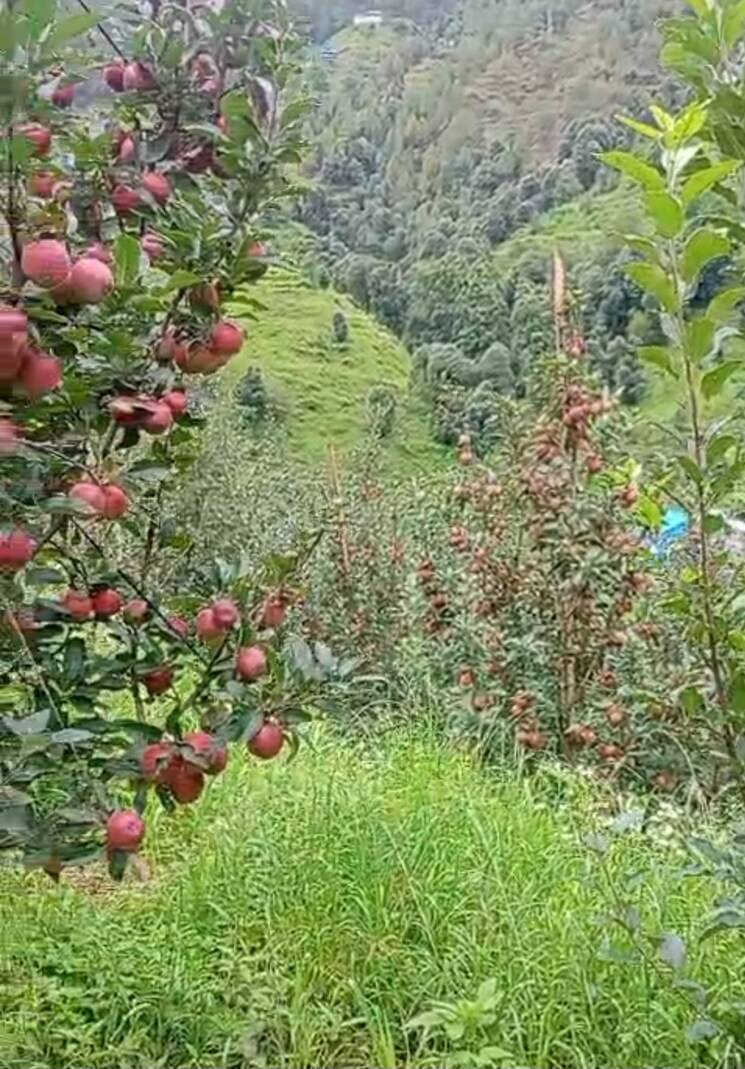 Garden, thoeg  18000 Sq.Yd. Plot In Thoeg Shimla 9000410