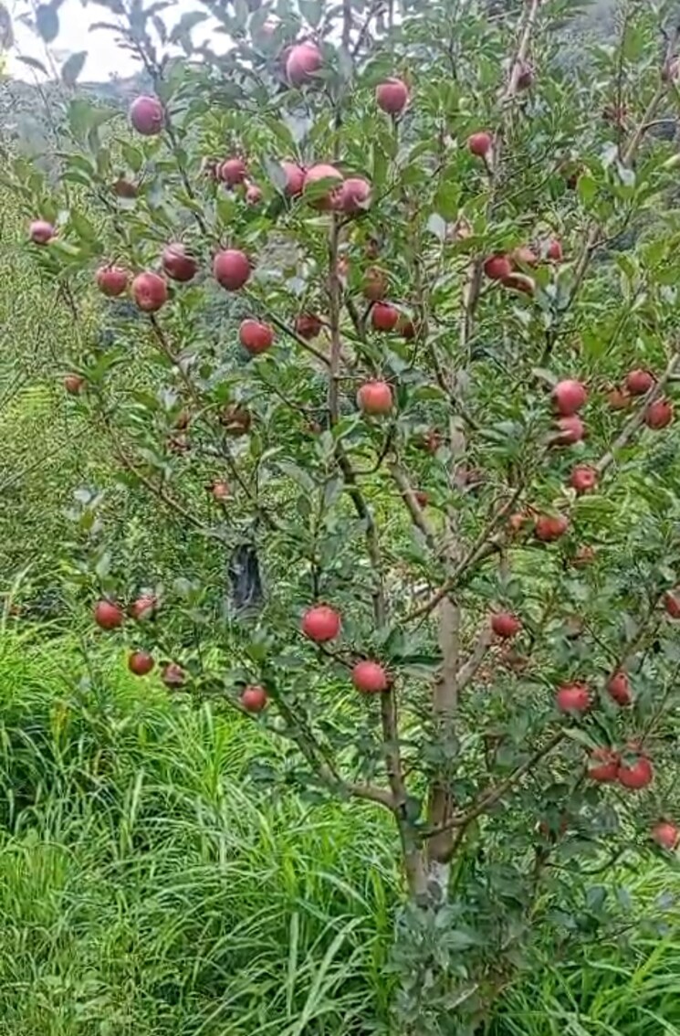 Garden, thoeg  18000 Sq.Yd. Plot In Thoeg Shimla 9000410