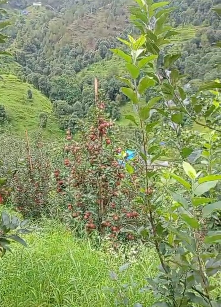 Garden, thoeg  18000 Sq.Yd. Plot In Thoeg Shimla 9000410