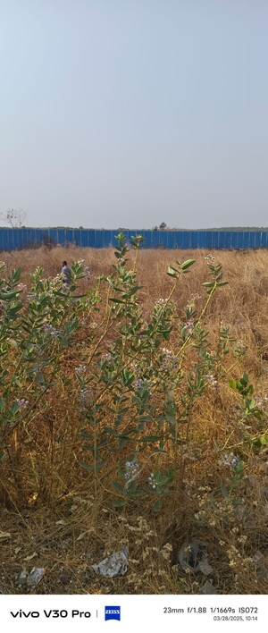  Plot For Sale in Nerul