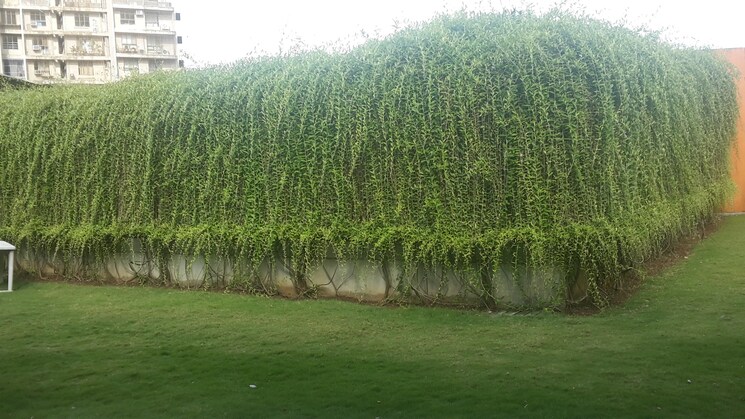 Garden, clover-everest-world-chs-ltd 2 Bedroom 650 Sq.Ft. Apartment In Kolshet Road Thane 8989386