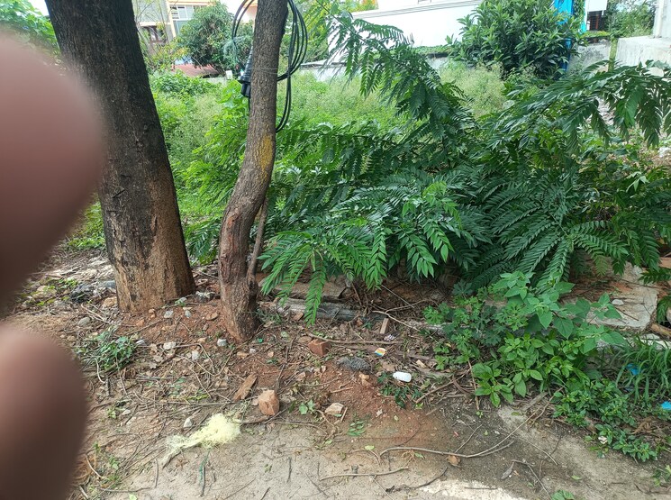 undefined, jayanagar  1200 Sq.Ft. Plot In Jayanagar Bangalore 9005449