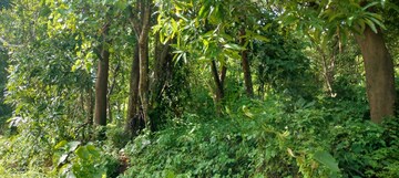 Plot Area in  Plot at Athani – for Sale