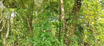 Plot Area in  Plot at Athani – for Sale