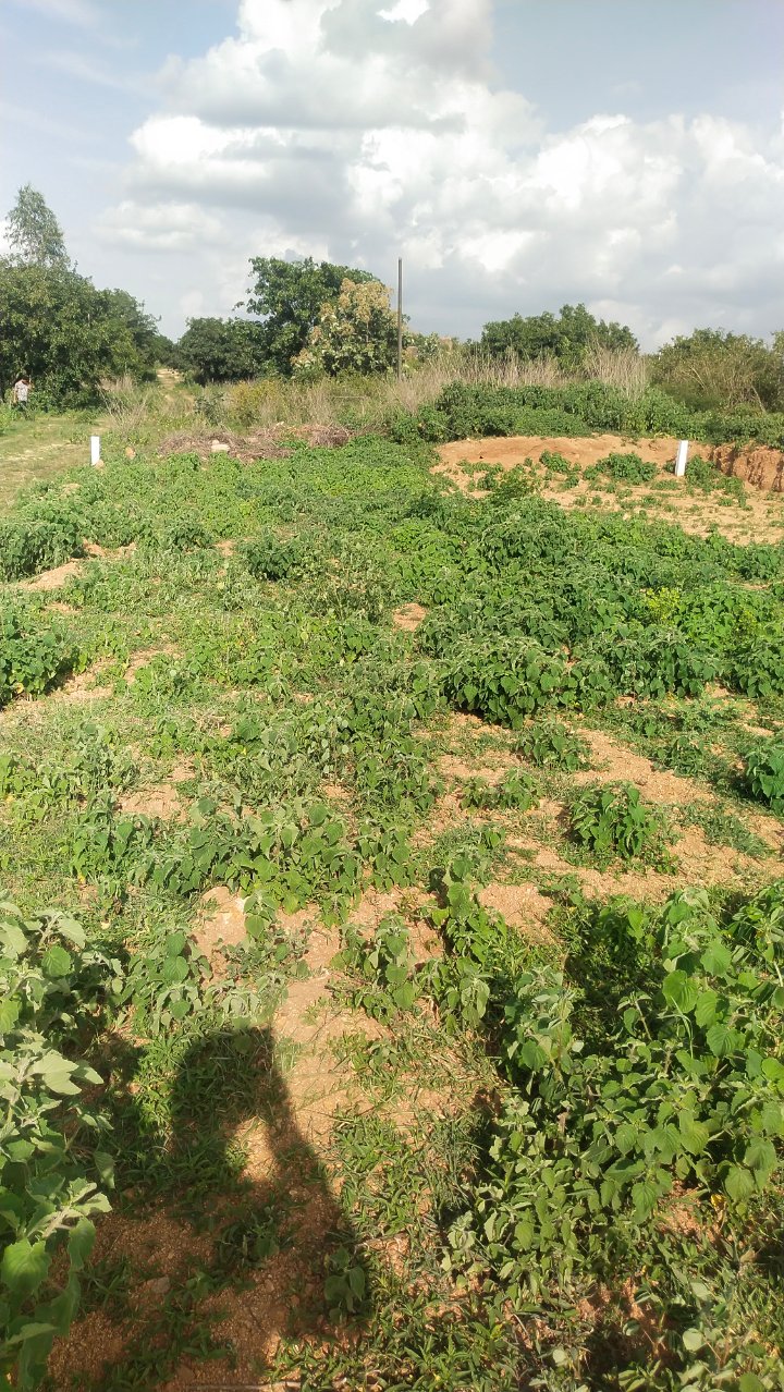 Plot For Sale in Boduppal