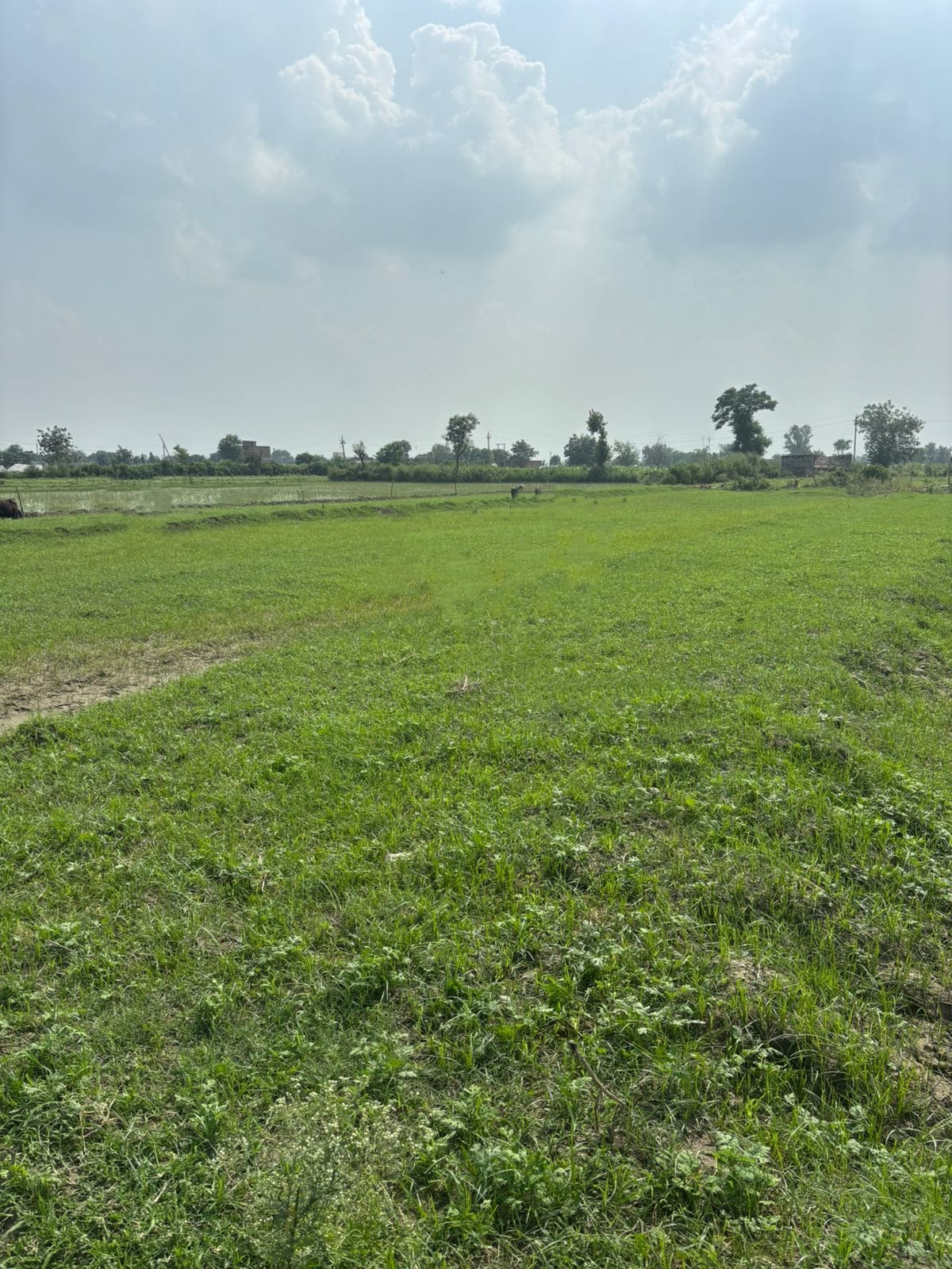 Plot For Sale in Dalelpur Village