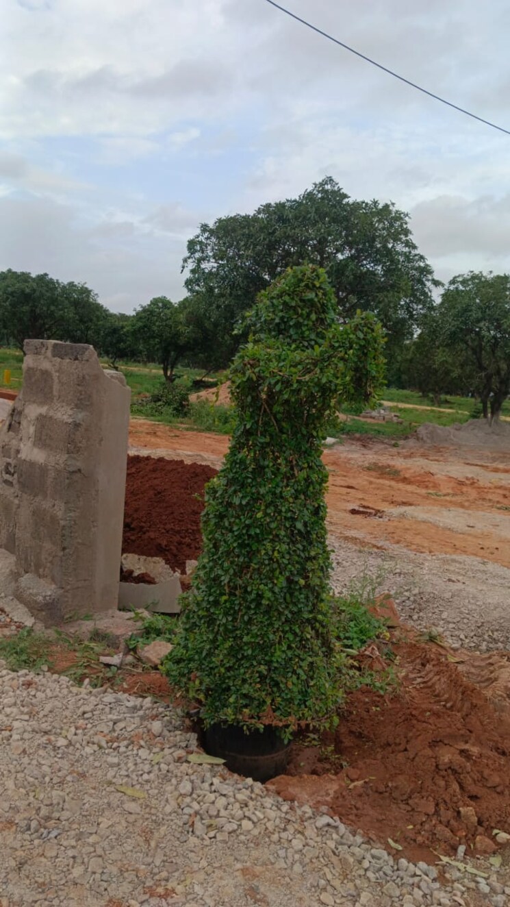 Garden, sadar nagar  150 Sq.Yd. Plot In Sadar Nagar Hyderabad 8841622