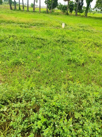 Plot Area in  Plot at Beldarichak – for Sale