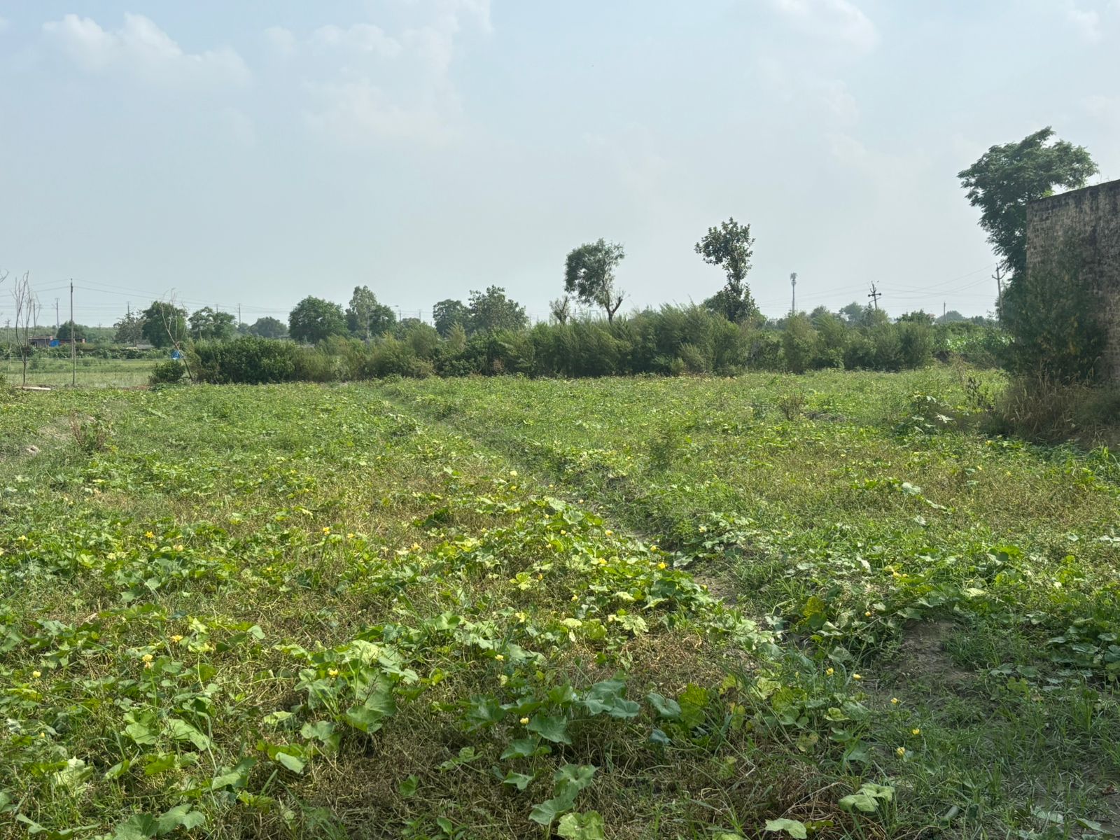 Plot For Sale in Bhopani