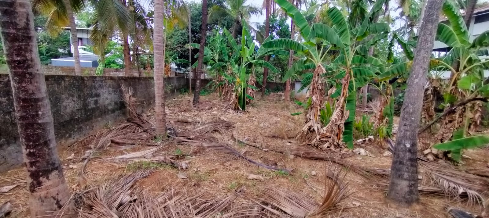 Plot For Sale in Kalathode