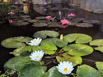 3 BHK Apartment – Garden View at Vishnu Vistara, Hi Tech City - for Rent