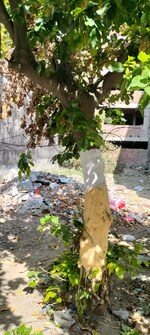 100 Sq.Yd. Plot in New Friends Colony Sanjay