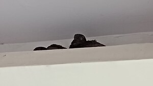 Furnished Amenities in 3 BHK Builder Floor at Pratap Vihar – for Sale