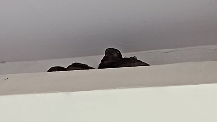 undefined, pratap vihar 3 Bedroom 1150 Sq.Ft. Builder Floor In Pratap Vihar Ghaziabad 9028880