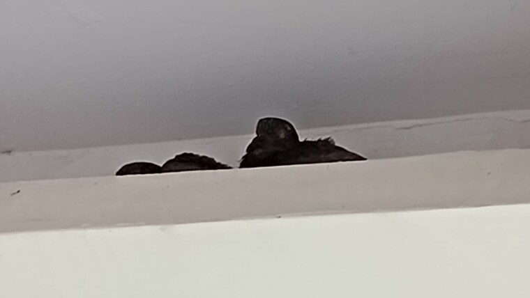 undefined, pratap vihar 3 Bedroom 1150 Sq.Ft. Builder Floor In Pratap Vihar Ghaziabad 9028880