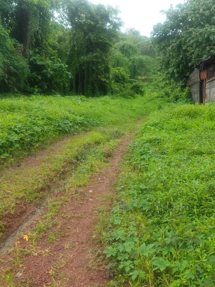 Garden, mandrem  15 Acre Plot In Mandrem Goa 9036090