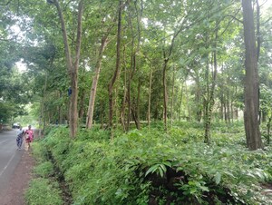  Plot For Sale in Loutolim