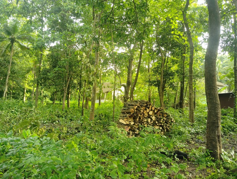 undefined, loutolim  320 Sq.Yd. Plot In Loutolim Goa 9037880