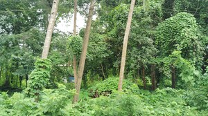  Plot For Sale in Chandor