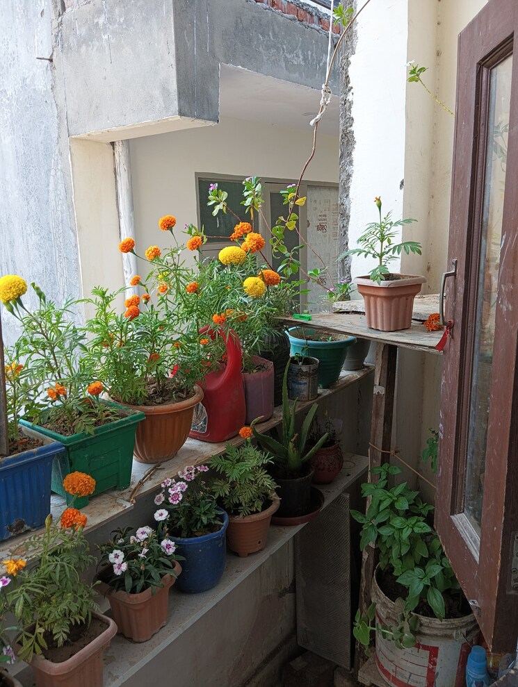 Balcony, lado sarai 2 Bedroom 90 Sq.Yd. Builder Floor In Lado Sarai Delhi 8972567