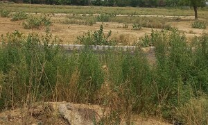 Plot Area in  Plot at Omaxe City - Omaxe Heights, Sector 97 – for Sale