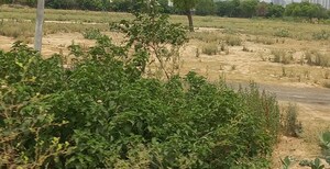 Plot Area in  Plot at Omaxe City - Omaxe Heights, Sector 97 – for Sale