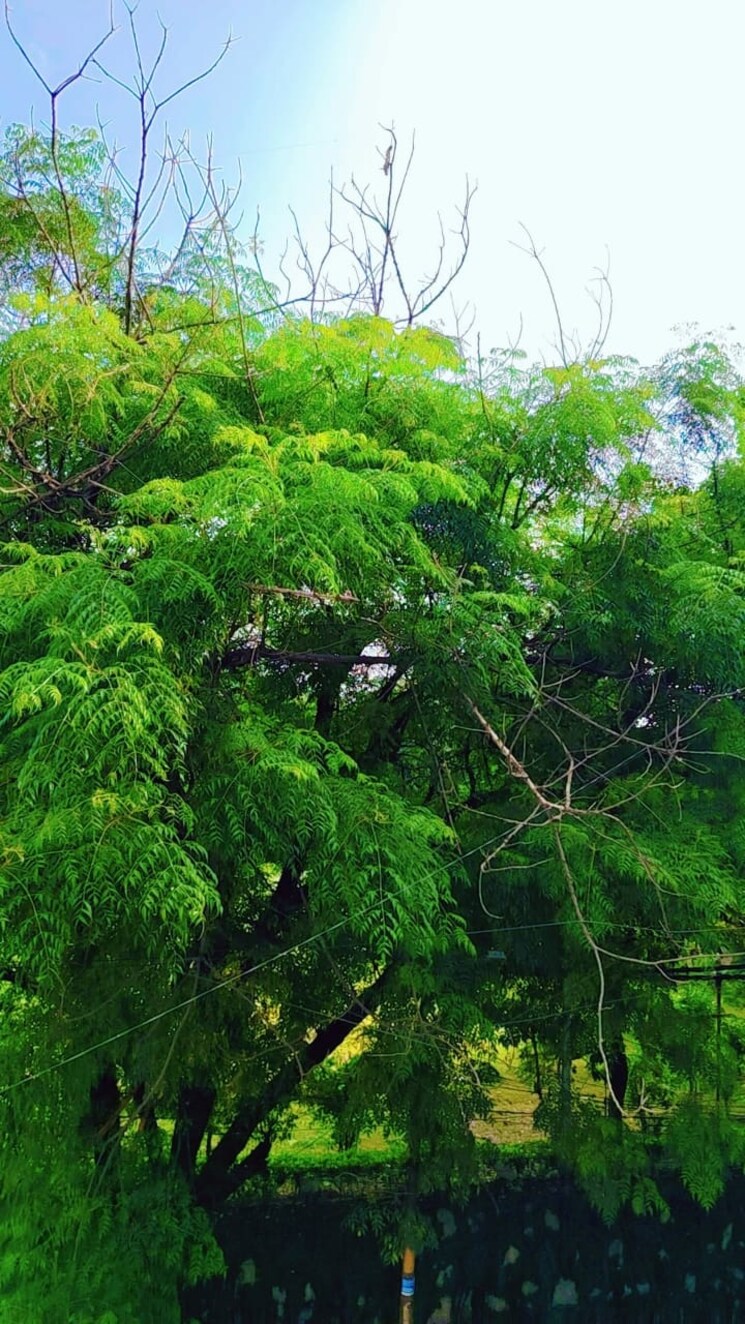 Garden, begumpur 2 Bedroom 80 Sq.Yd. Builder Floor In Begumpur Delhi 9040975