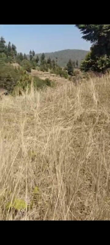 Plot Area in  Land at Dhanachuli – for Sale